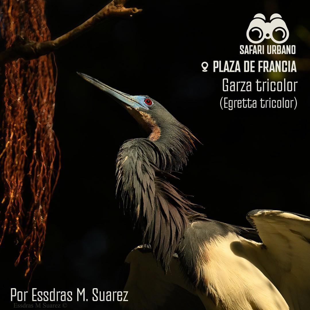 contrapesopanama tweet media