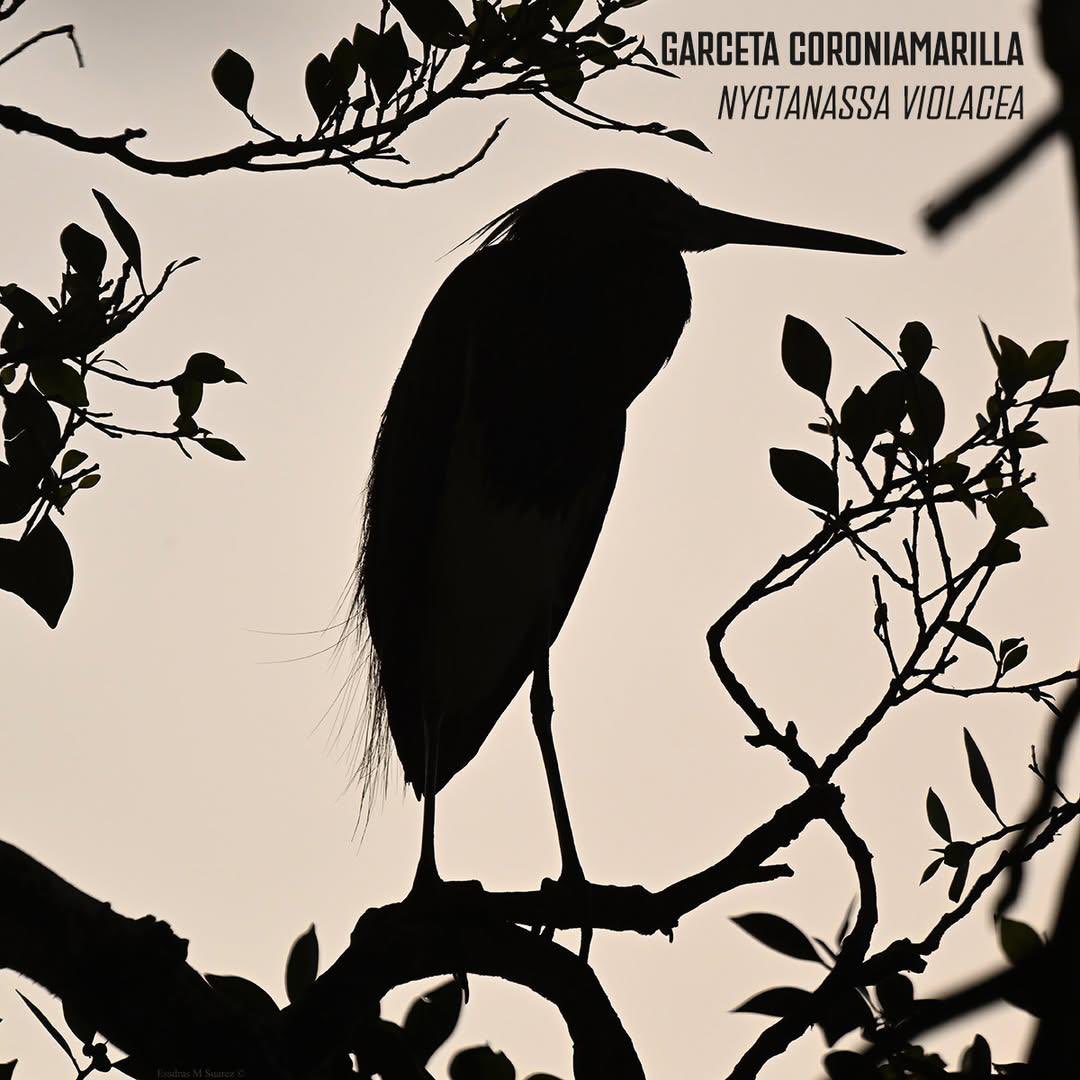 contrapesopanama tweet media