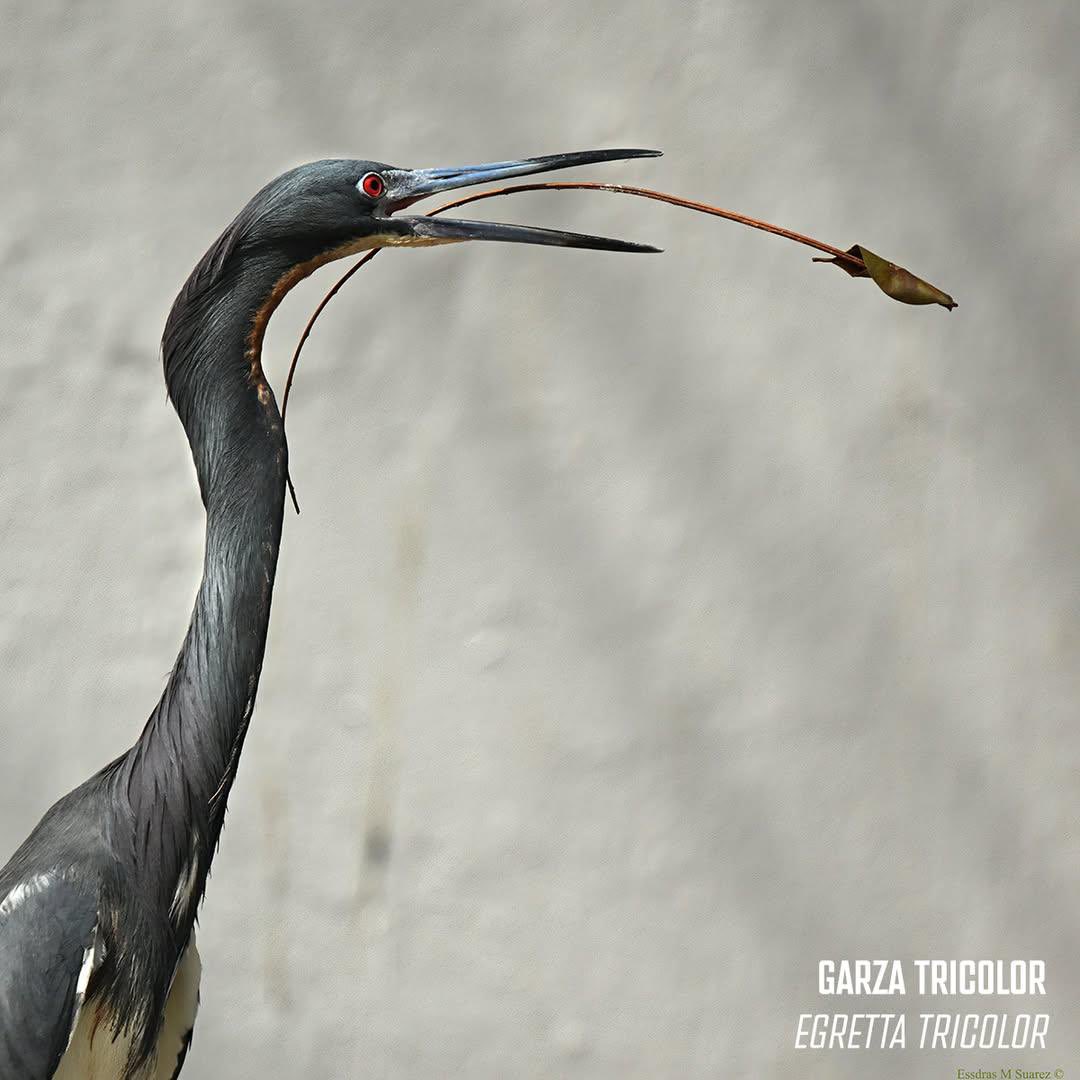 contrapesopanama tweet media