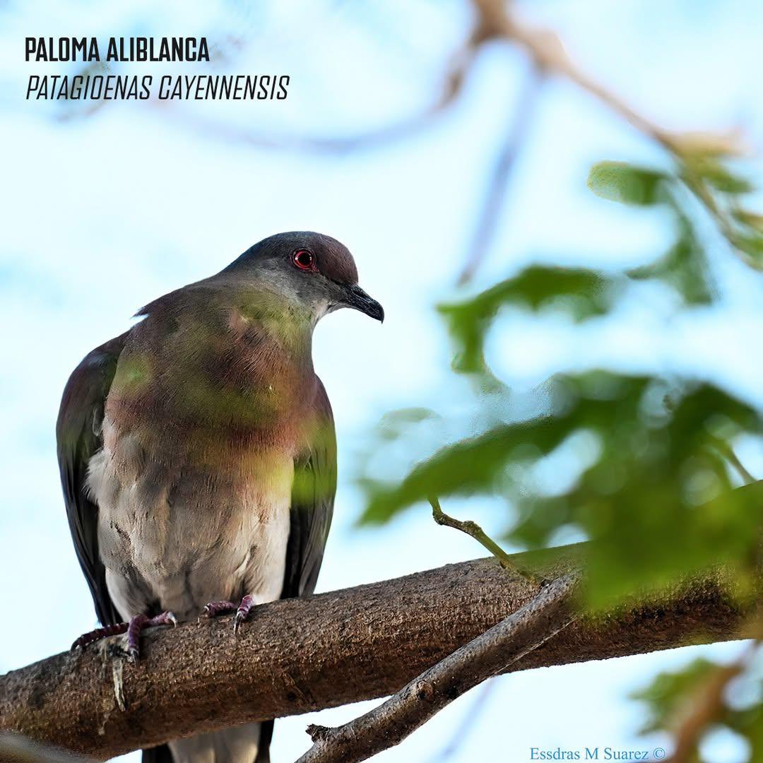 contrapesopanama tweet media