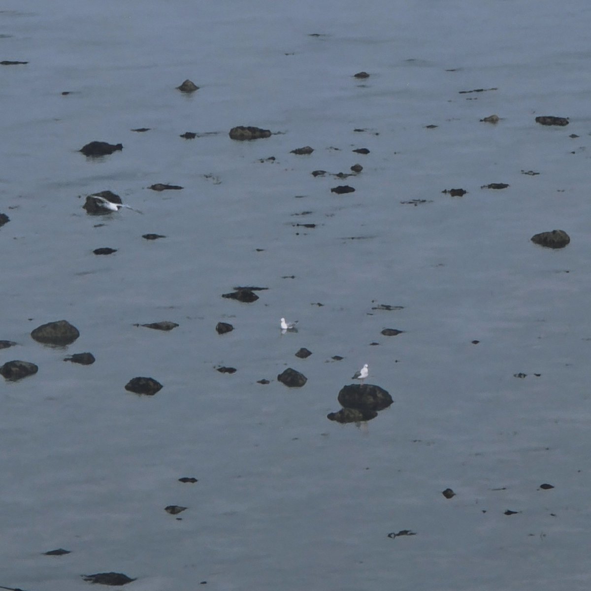 newspectres tweet media