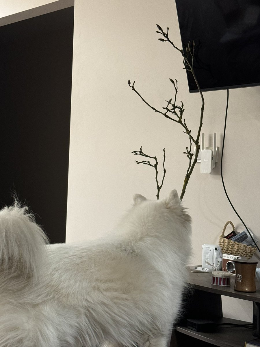 nordic hysteria tweet media