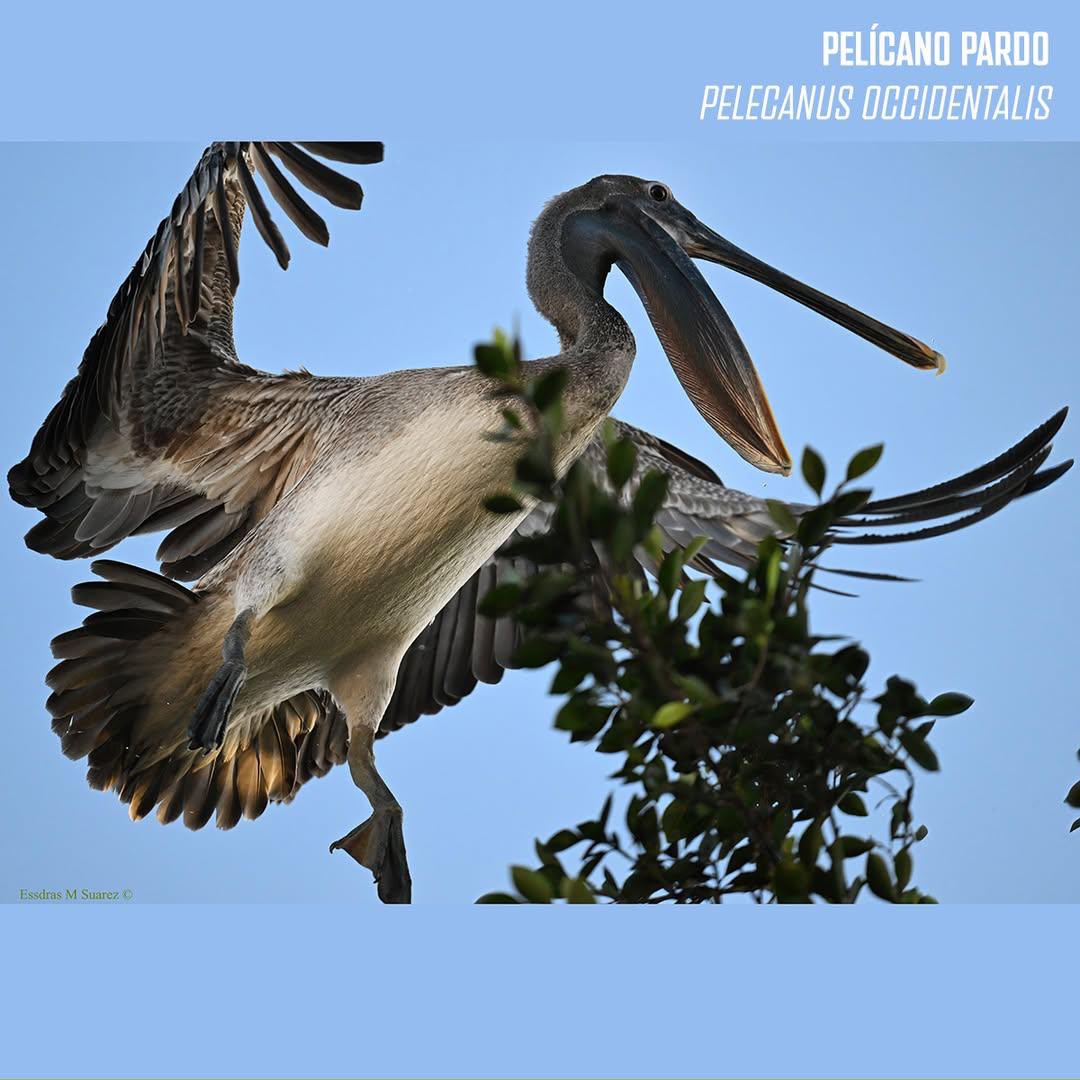 contrapesopanama tweet media