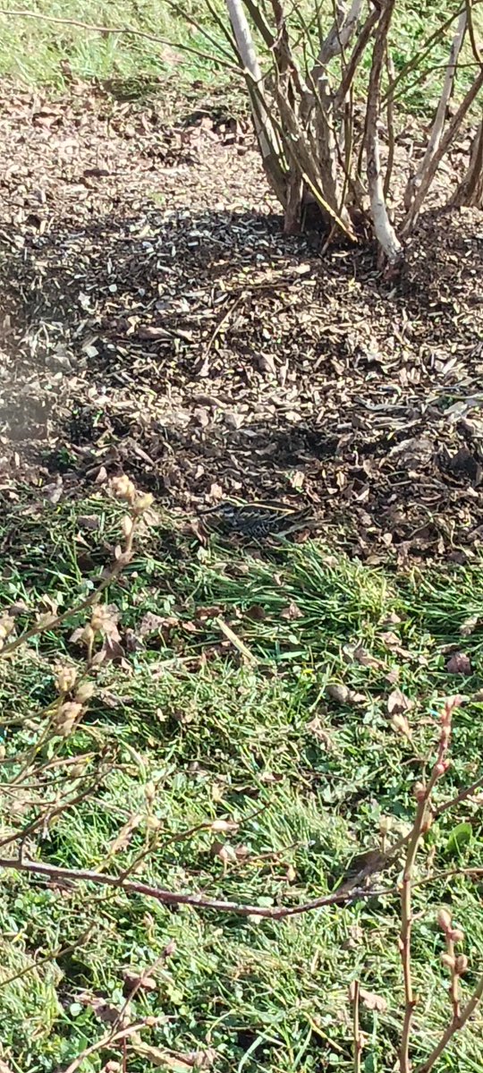 Albert Boersen tweet media