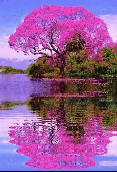 Sweet Nature (@sweet_nature1) on Twitter photo 