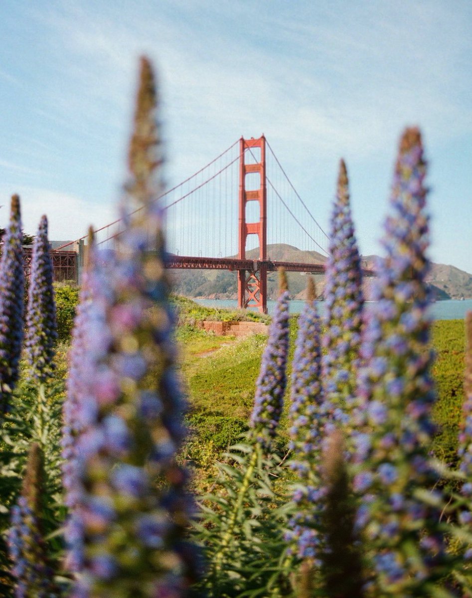 Spring on 35mm film