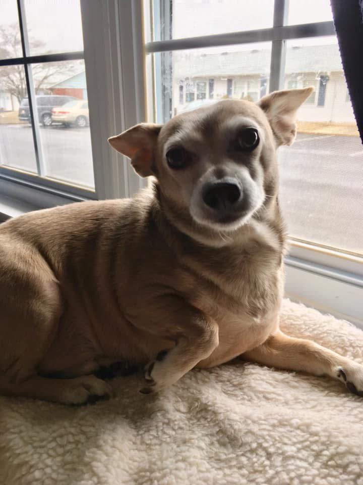AlphaPoe's tweet photo. @BestinDogs Frankie 💔 https://t.co/8vvE1vmlDK