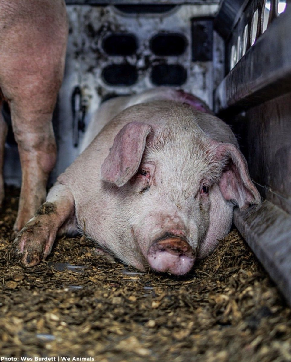 NothingIsArt tweet media