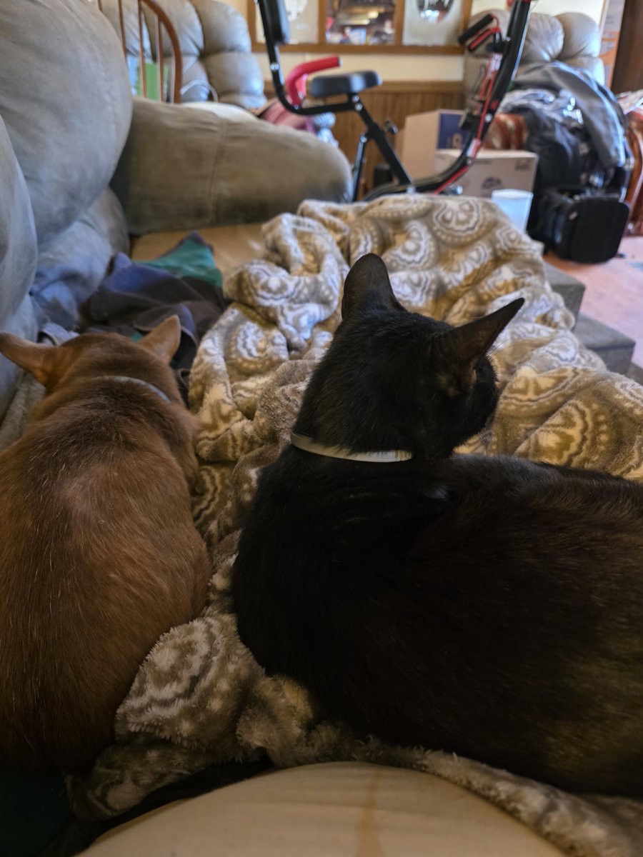 Tiffany, Joey, Bobbie, Bella & Shadow. tweet media