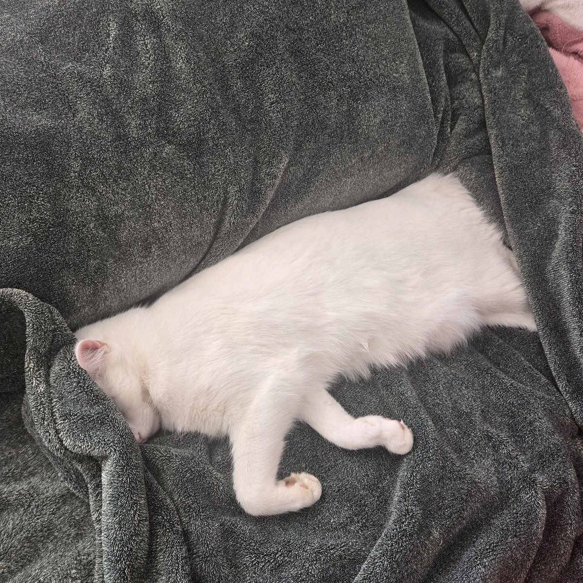 Dr Pepper Addict tweet media