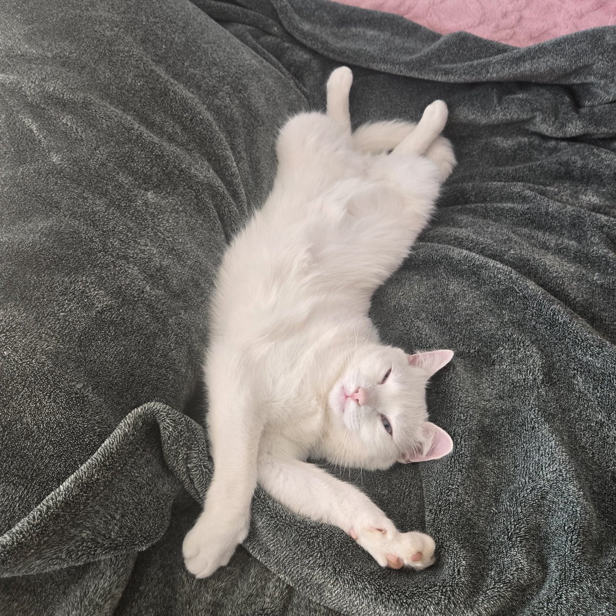 Dr Pepper Addict tweet media