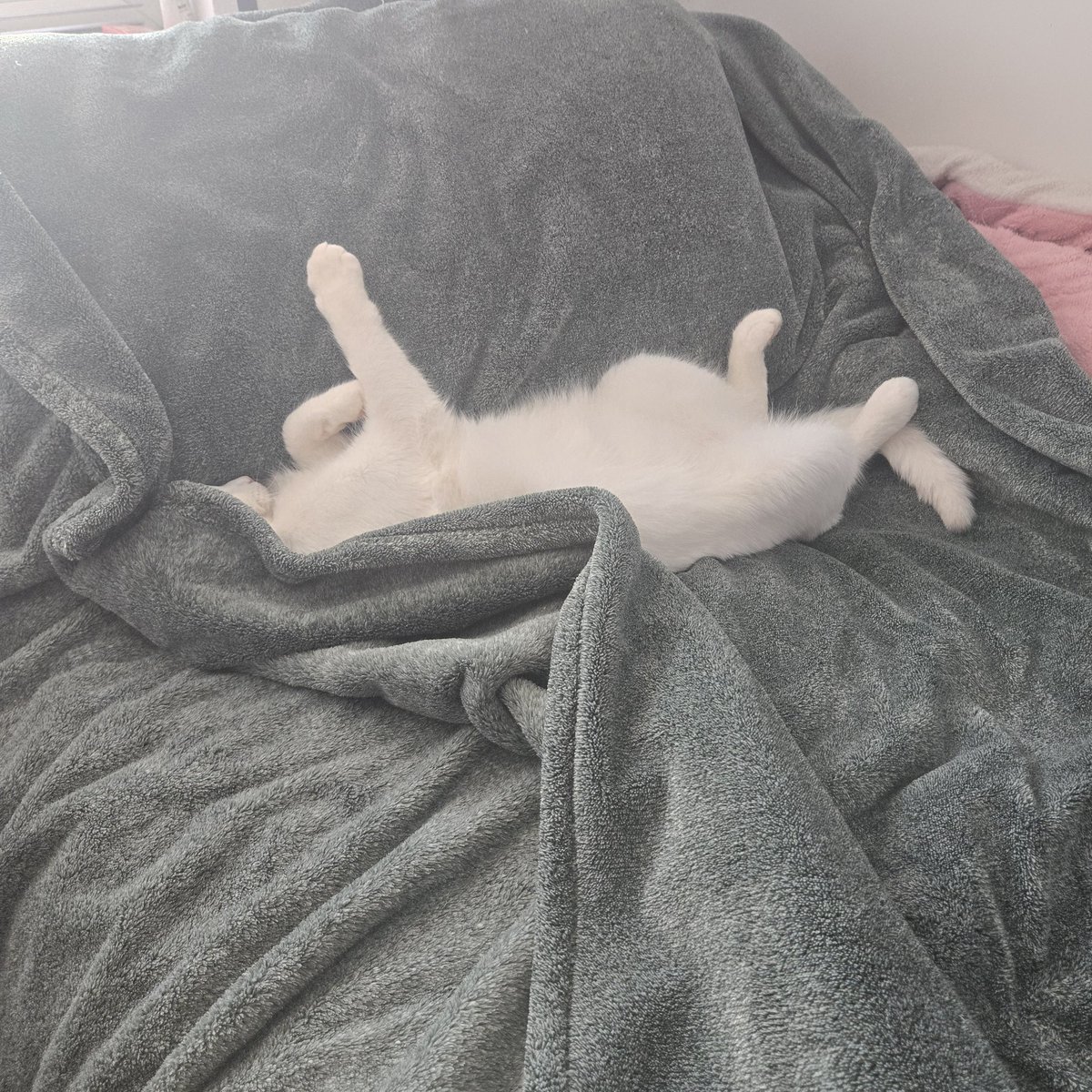 Dr Pepper Addict tweet media