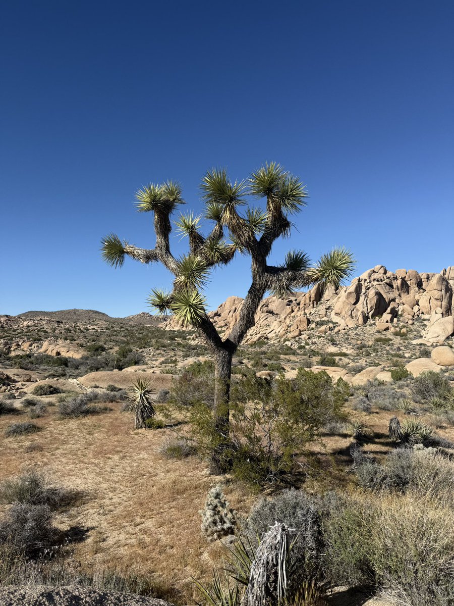 Caleb Surly tweet media