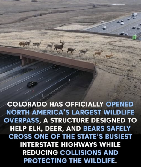 Colorado has officially unveiled North America's largest wildlife overpass—a significant step forward in protecting both animals and driver safety