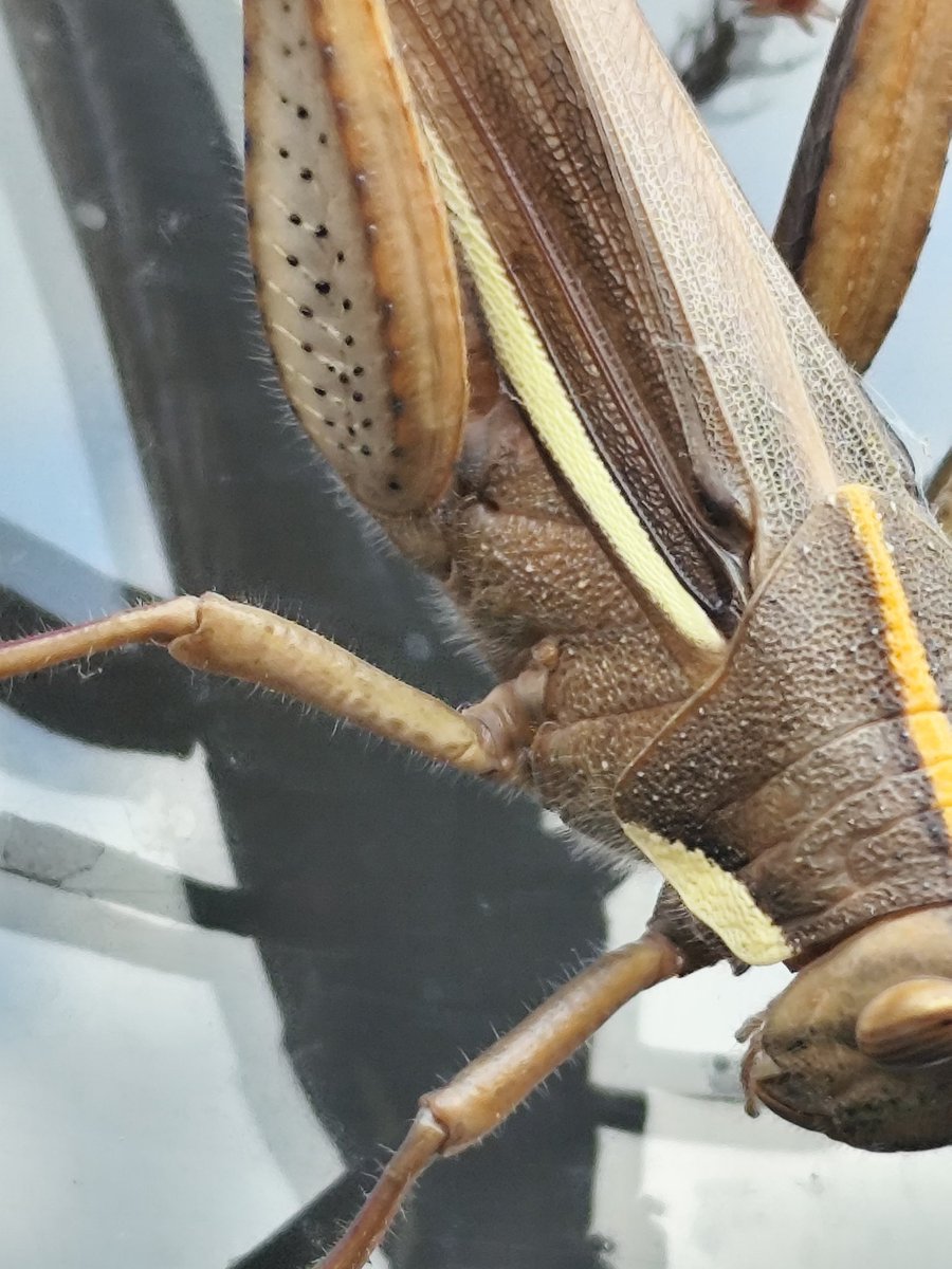 Raoni Marques tweet media