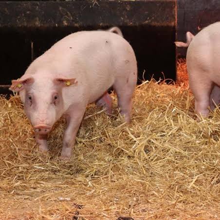 Gusholder Haber Bülteni tweet media