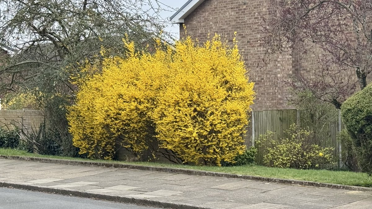 Allie Elsayed tweet media