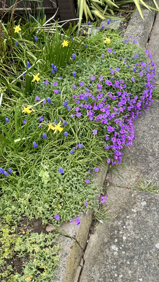 Allie Elsayed tweet media