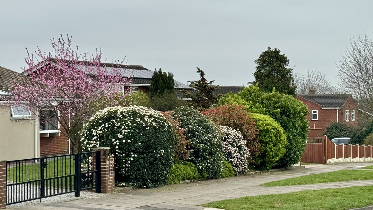 Allie Elsayed tweet media