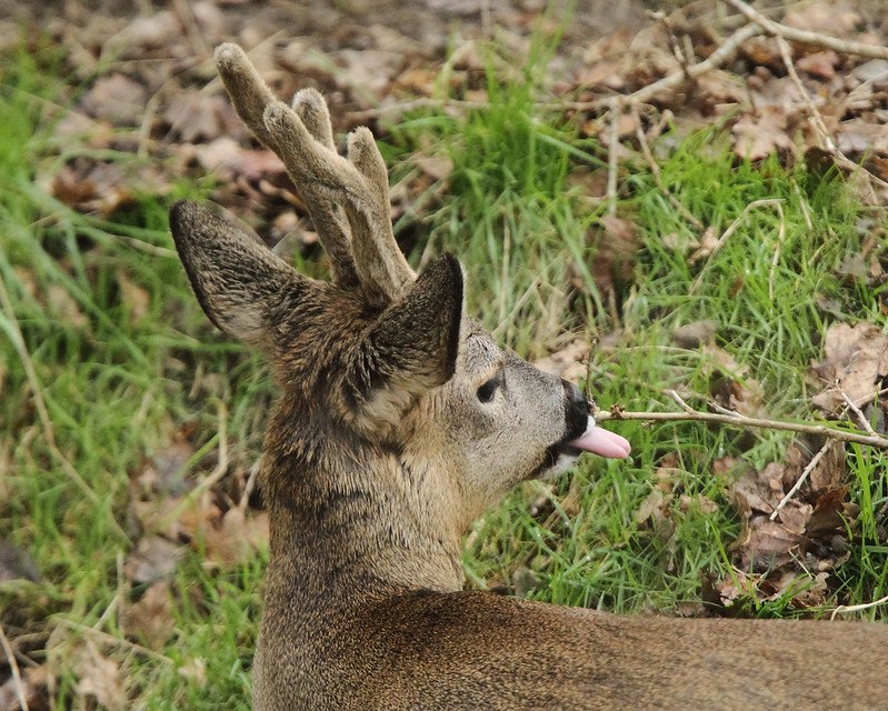 Deerposts tweet media