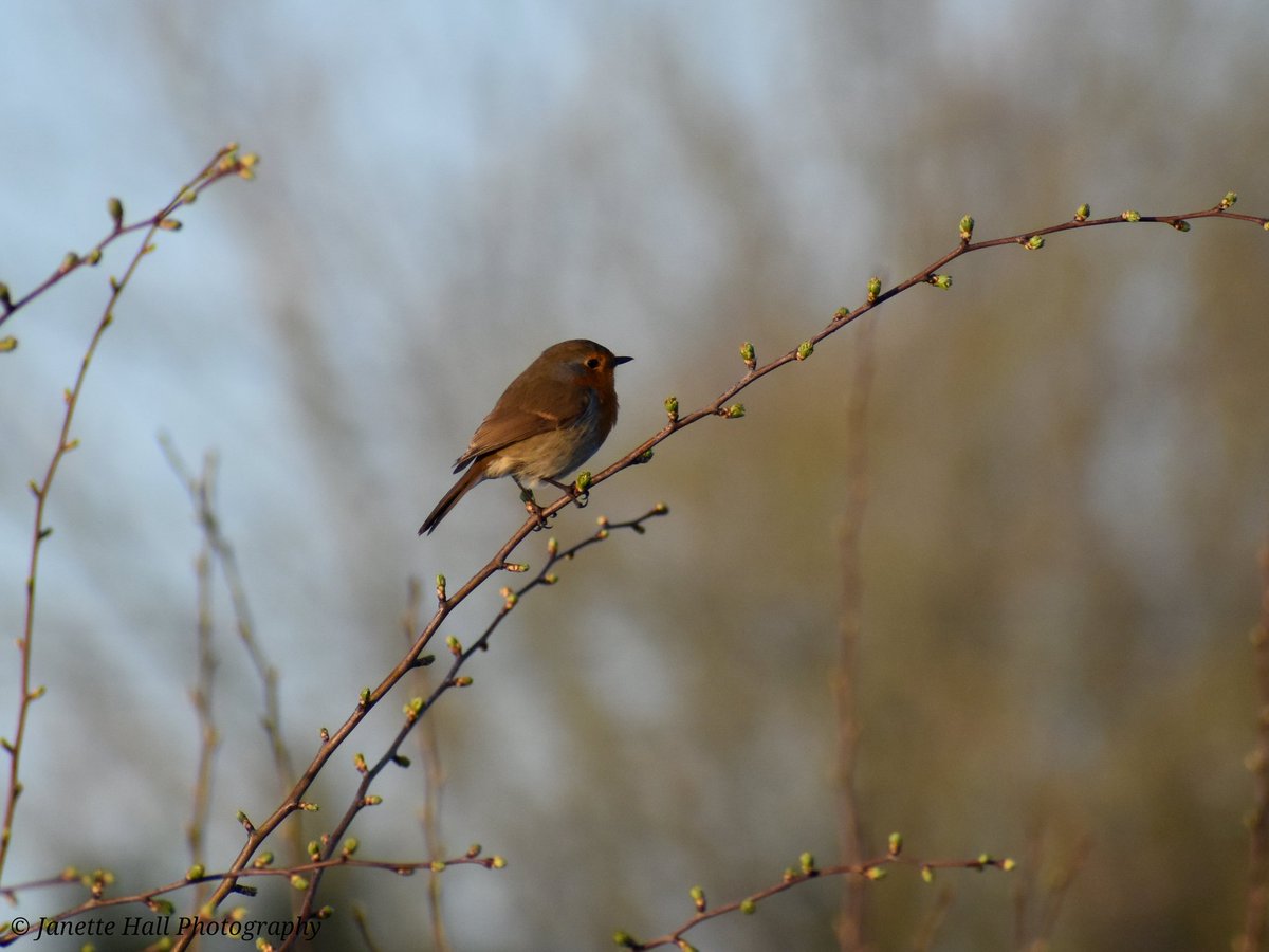 Janette Hall86 tweet media