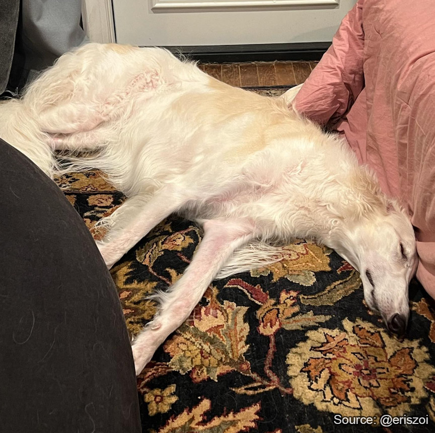 Borzoibot tweet media