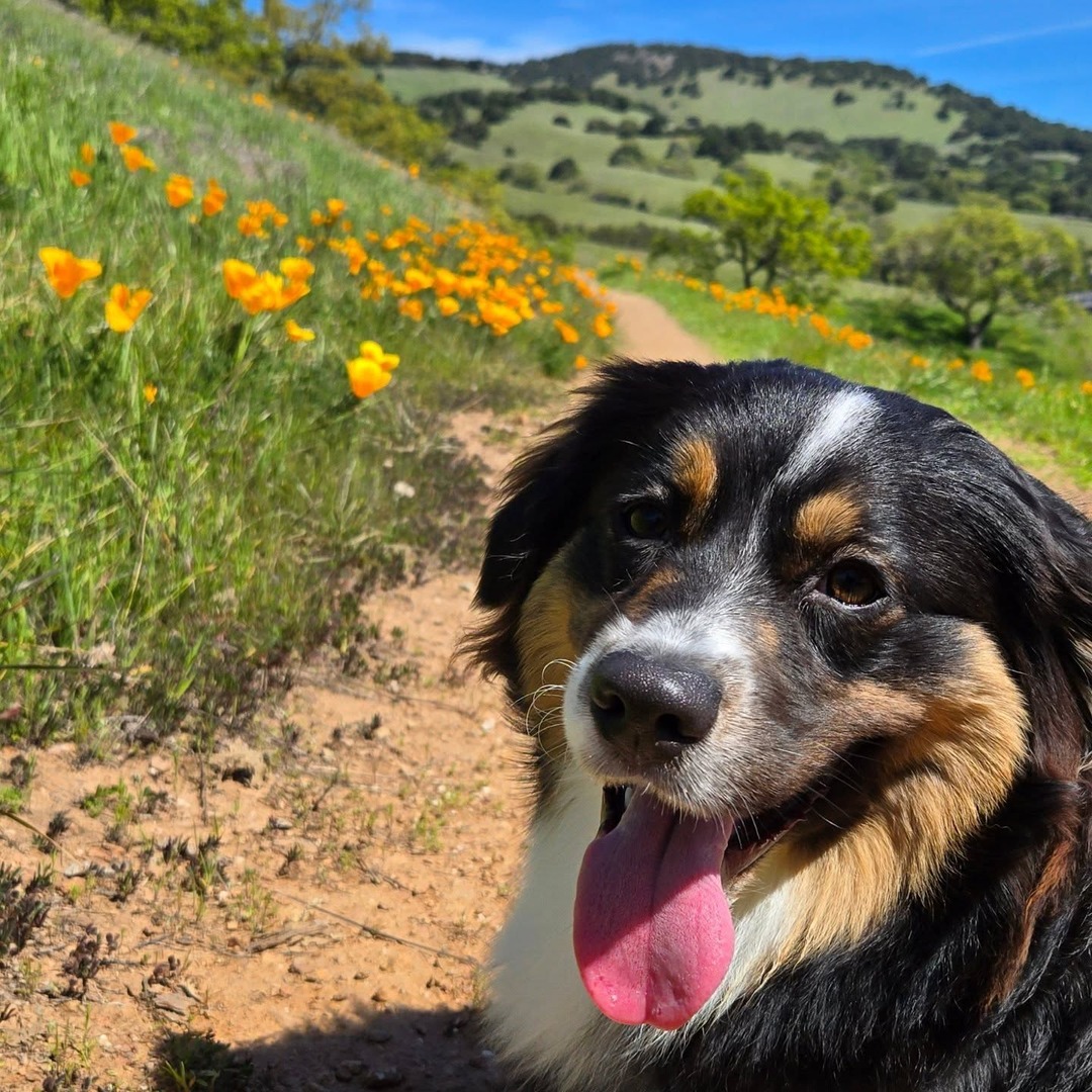 VisitNovato's tweet photo. First day of Spring mood 🌷😀  🌾 https://t.co/q9jfWeiHb3