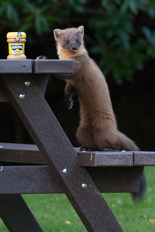 Hourly Marten tweet media