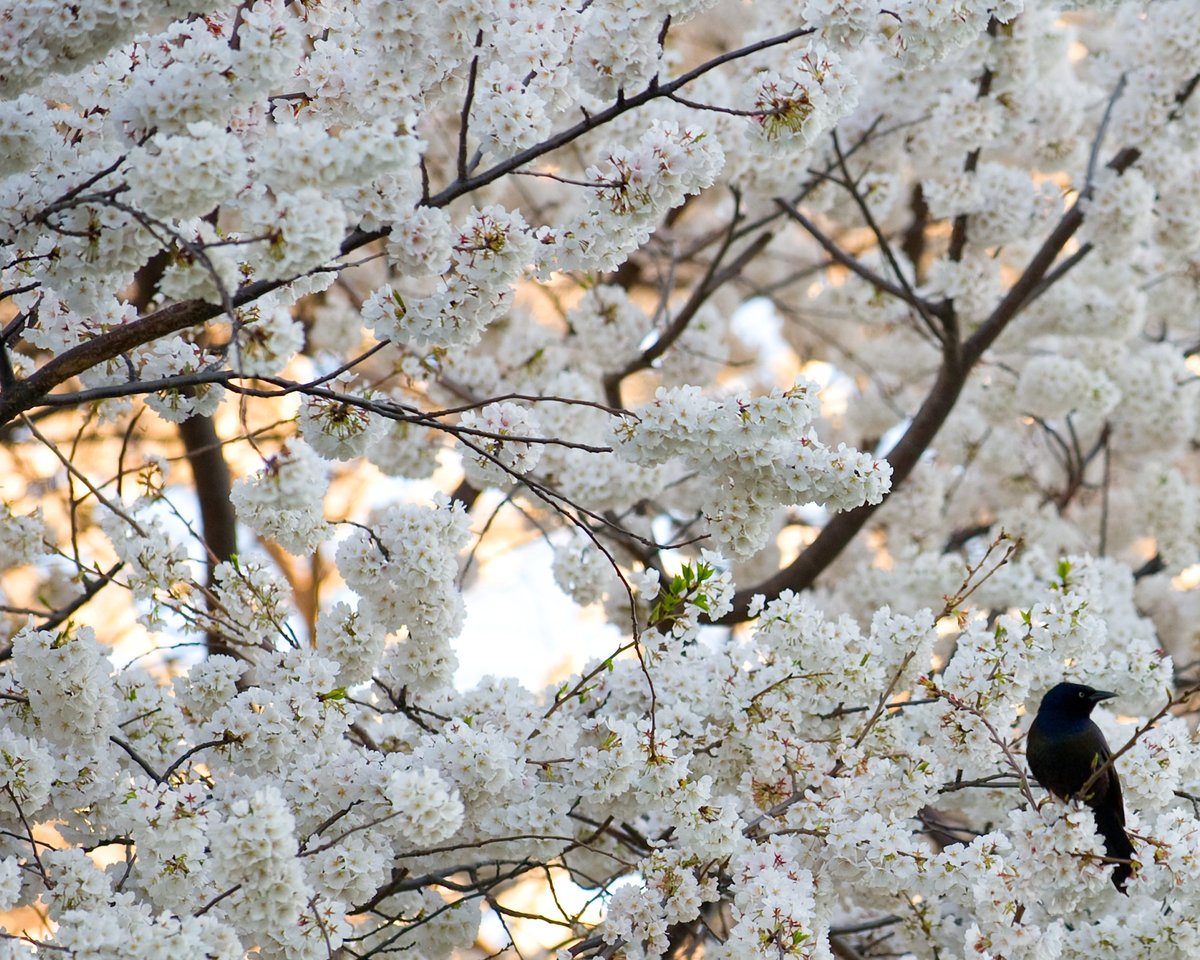 U.S. Capitol tweet media