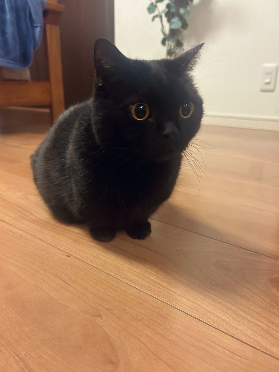 唐草ミチル tweet media