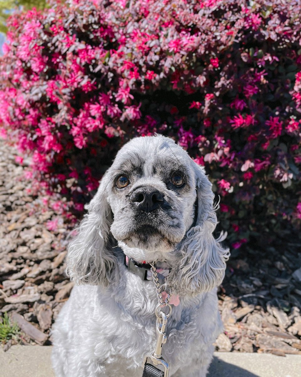 FacesofChaChas's tweet image. All smiles for the First Day of Spring 😄 🌸! Add a morning or evening walk to your dog's daycare or boarding stay, so they can get outside and enjoy these blooms around East Sac!

#dogdaycare #dogboarding #dogsofsacramento #firstdayofspring
