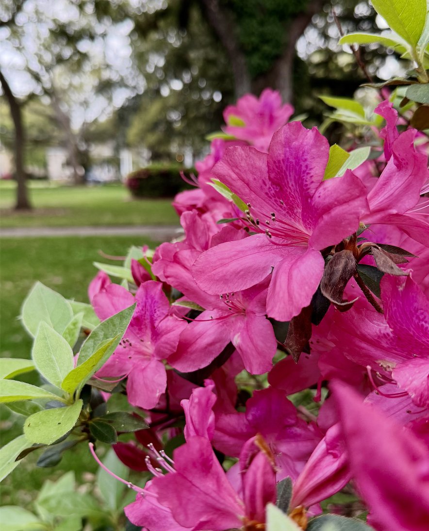 Alabama School of Math and Science tweet media