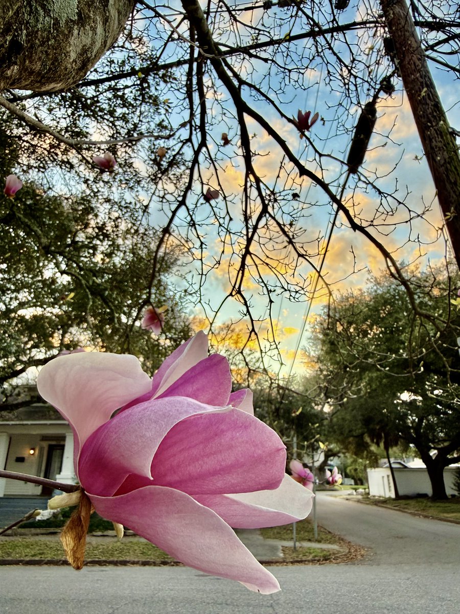 Alabama School of Math and Science tweet media