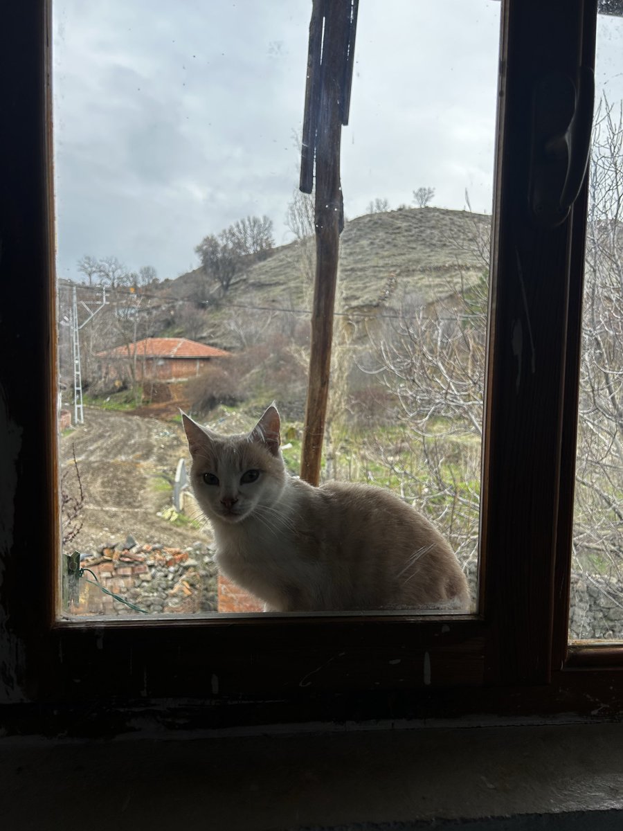 Almiilaaaaaaa's tweet photo. Bayram kedisi 🥰 https://t.co/vQ9sqEkKxy