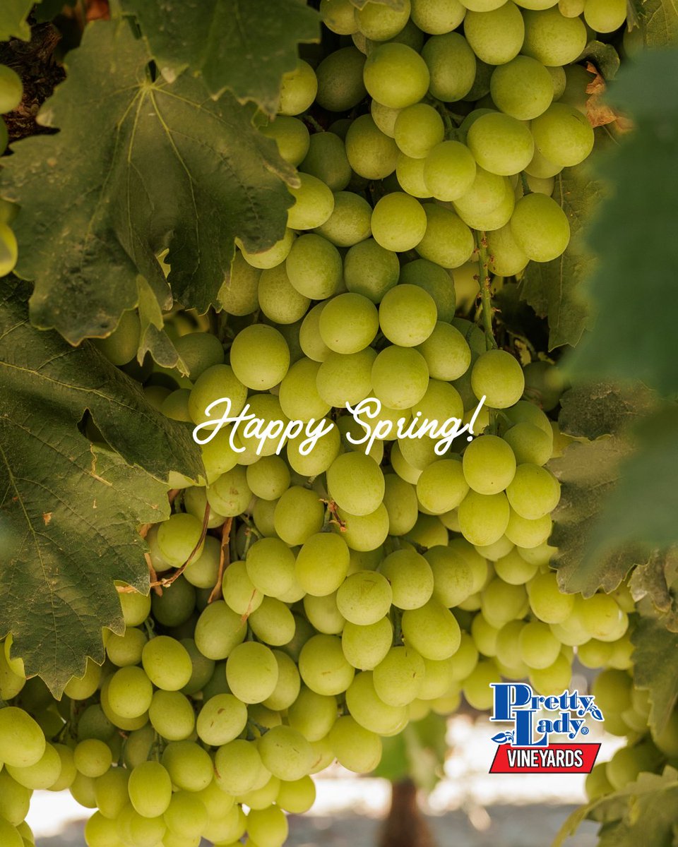 Pretty Lady Grapes tweet media