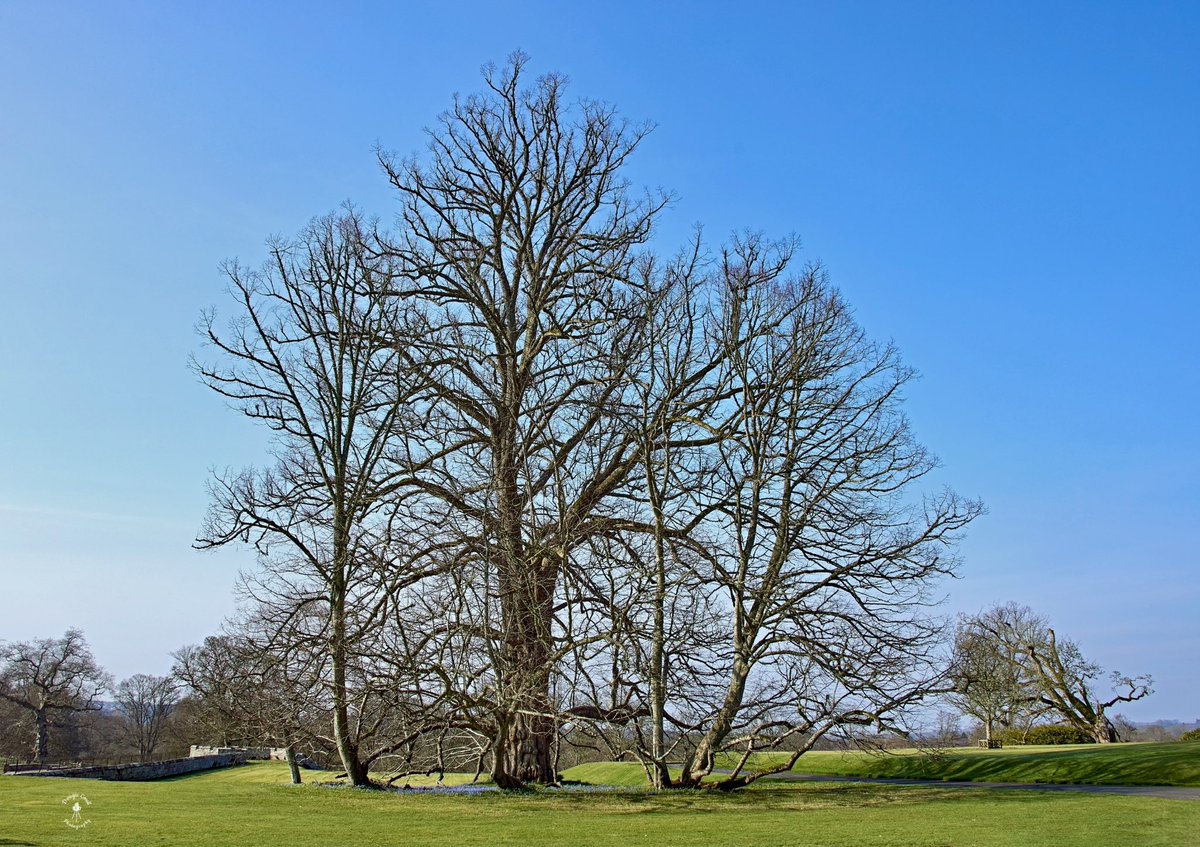 DougieCoullPix's tweet photo. Good sunshine day π
#photography #sconepalace #scone #historicalscotland #scotland https://t.co/IFziElaad6
