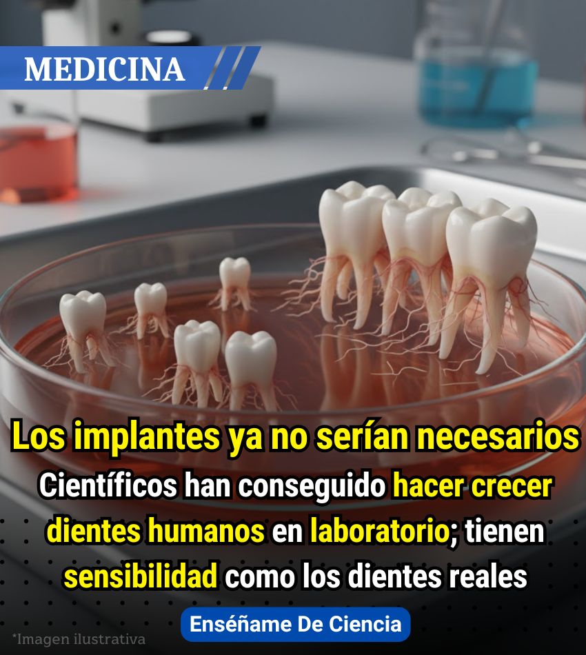 💥Investigadores del Colegio Imperial de Londres revelan que han desarrollado un material que imita el entorno necesario para que crezcan los dientes. Lo cual permite que las células envíen señales y comiencen a formar un diente.

La doctora Ana Angelova-Volponi, directora de