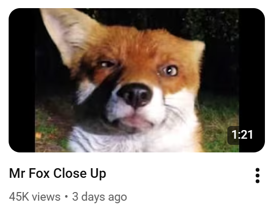 Rex the Fox 🔞 (@cloudlovingfox) on Twitter photo 