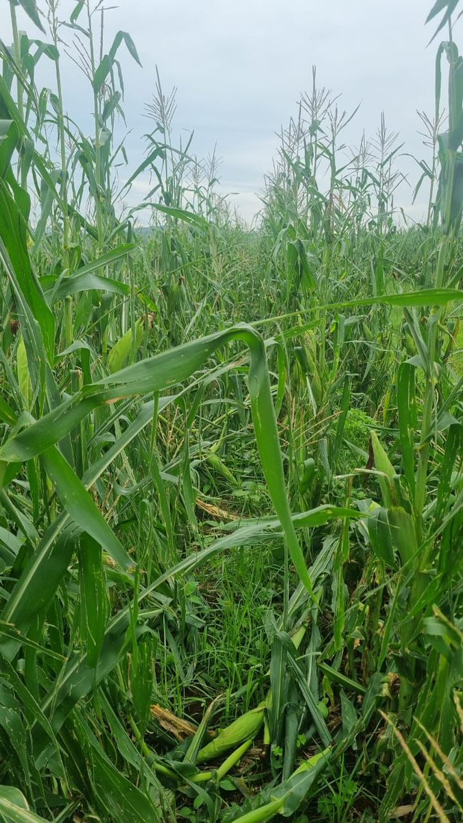 Grain SA Farmer Development Programme tweet media