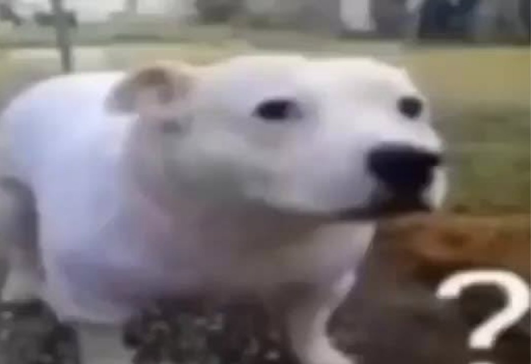 saint-just's strongest soldier tweet media