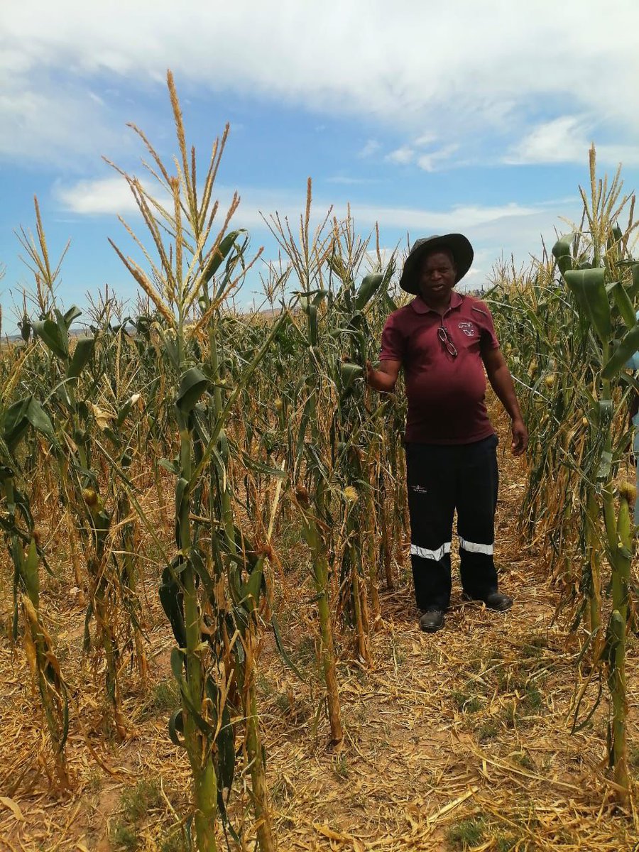 Grain SA Farmer Development Programme tweet media