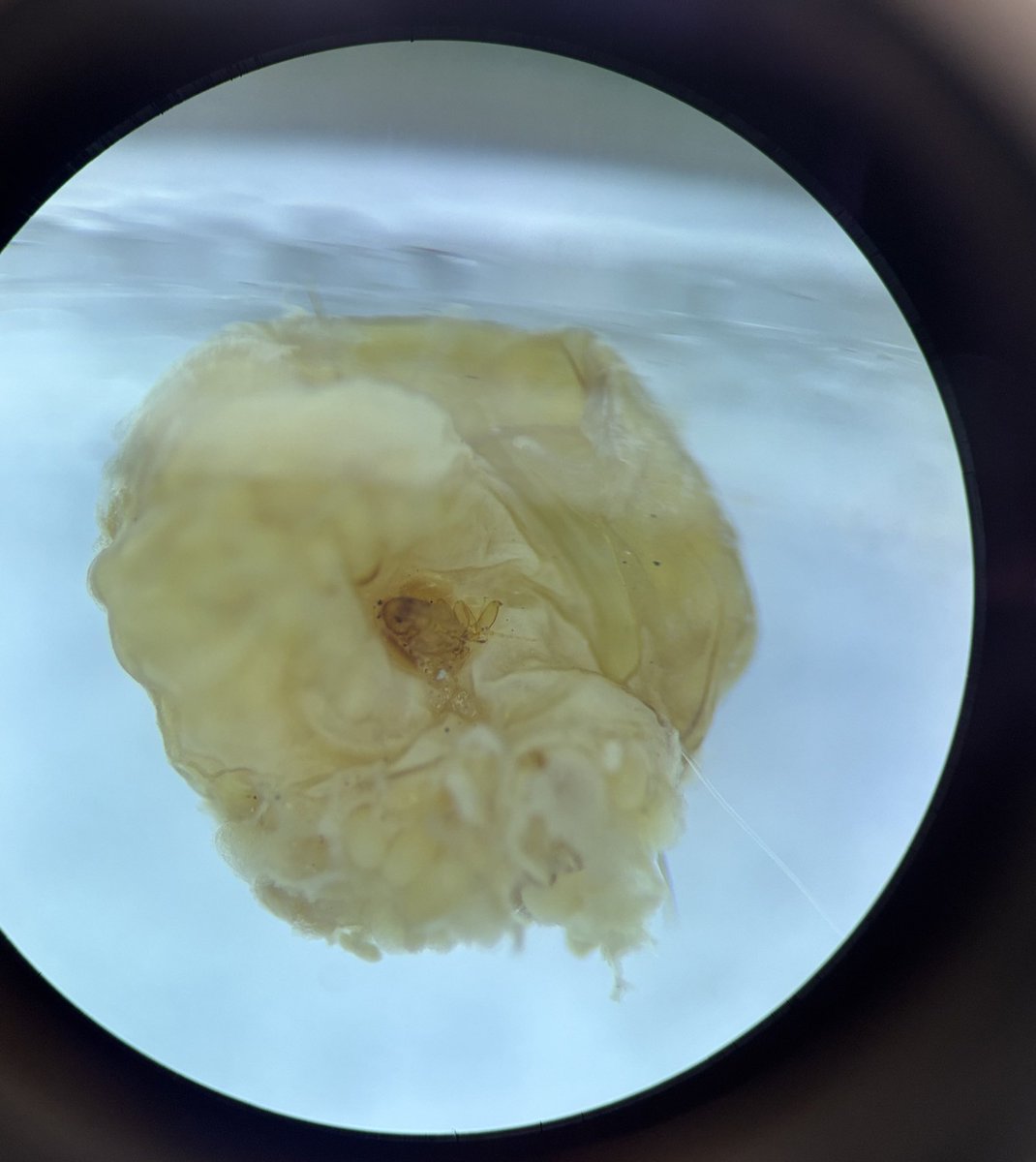 junin MED UFRGS⚕️ tweet media