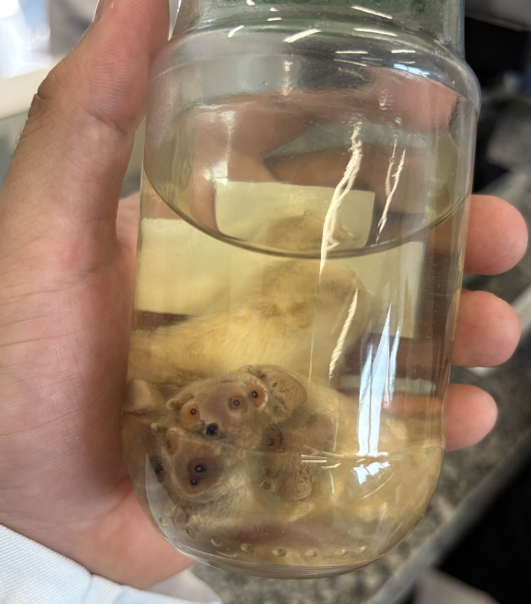 junin MED UFRGS⚕️ tweet media