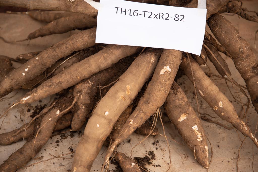 Rwanda Biotech Capacity Building tweet media