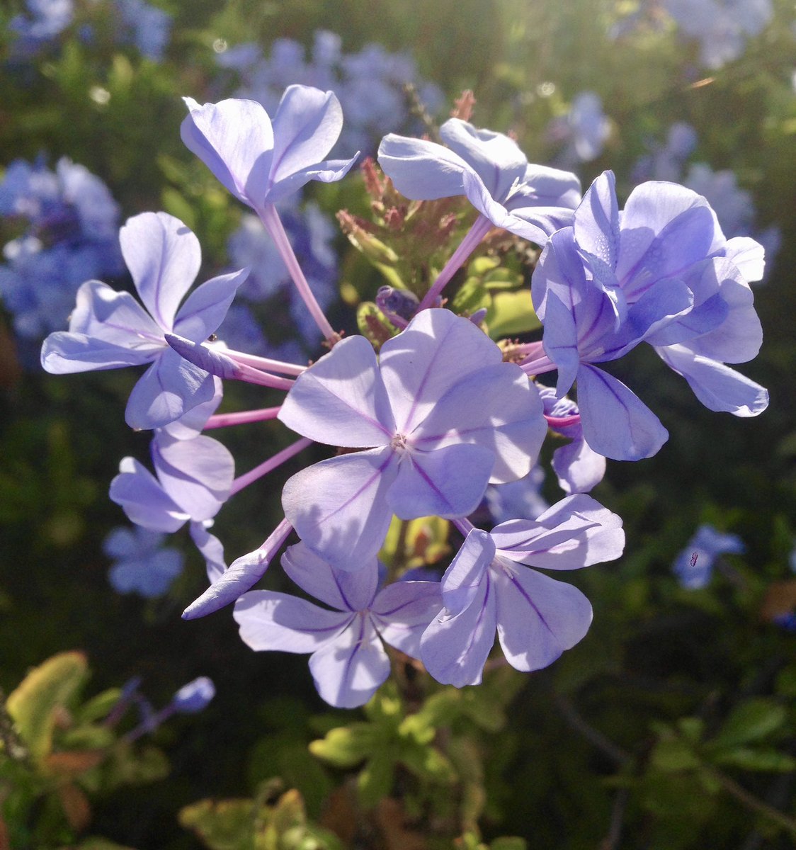 Arnie Hernandez tweet media