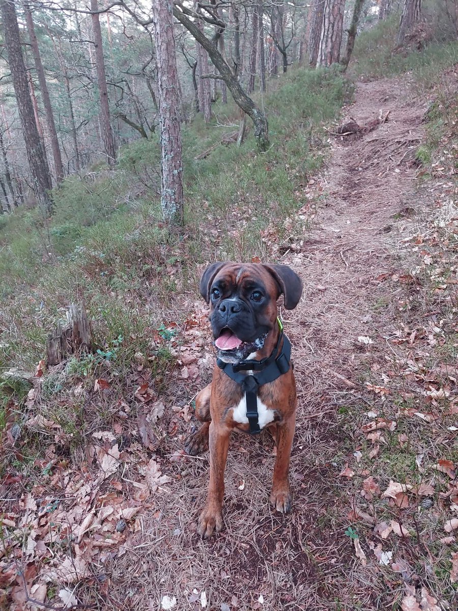 Norwegian Tiger🇳🇴🧡🖤🐯 tweet media