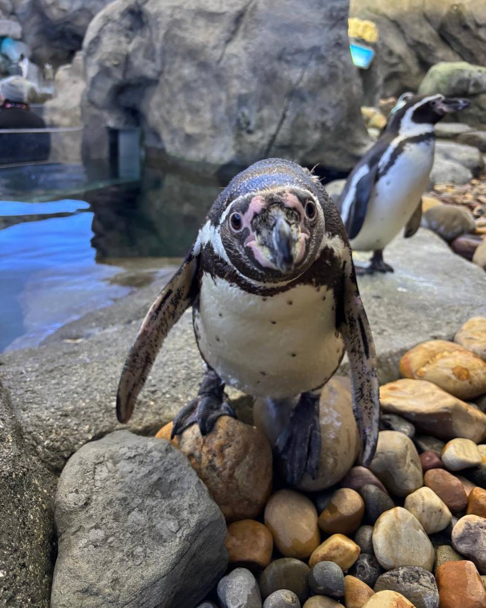 Calgary Zoo tweet media