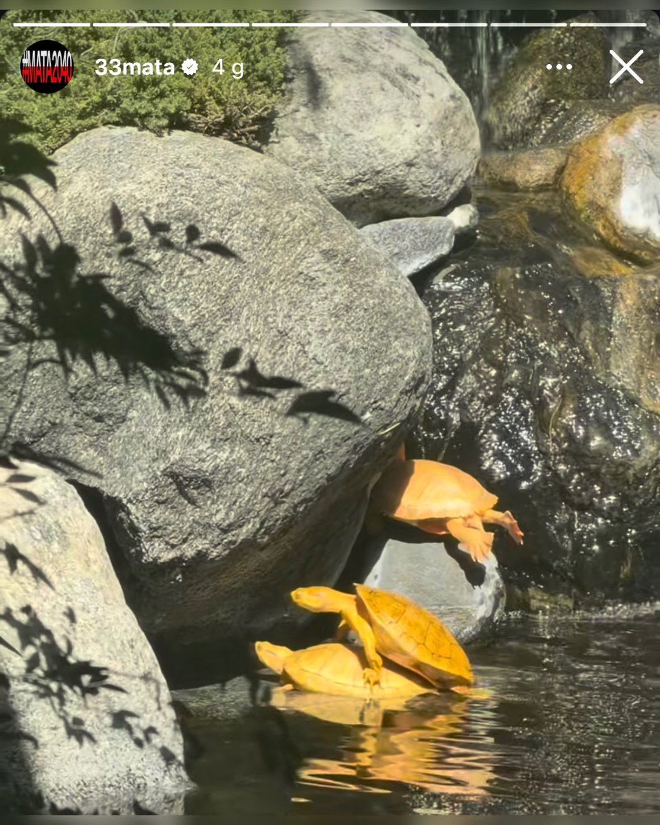 TurtleHype tweet media