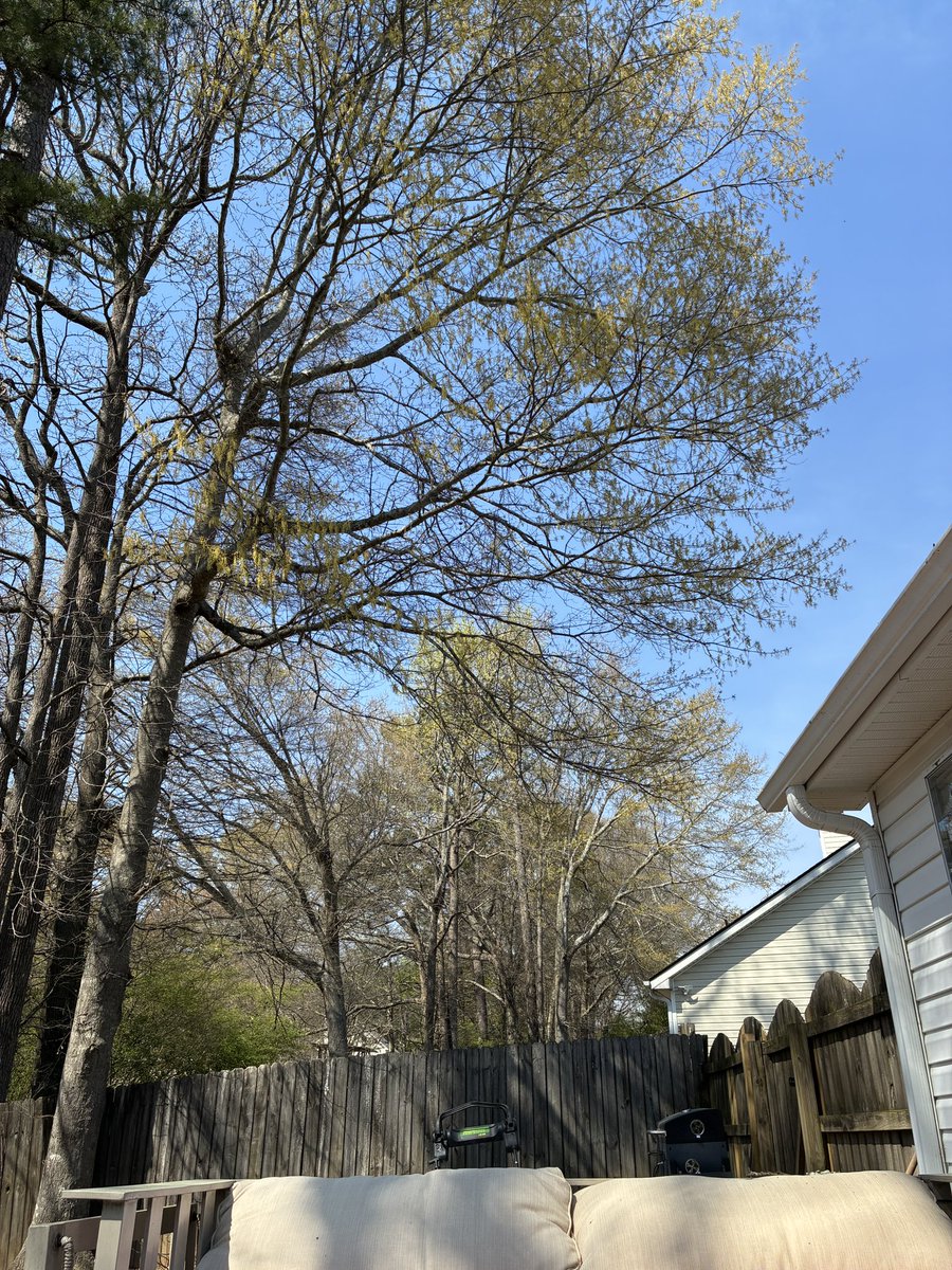 Daisy Hakutsuru ➹➹➹ tweet media