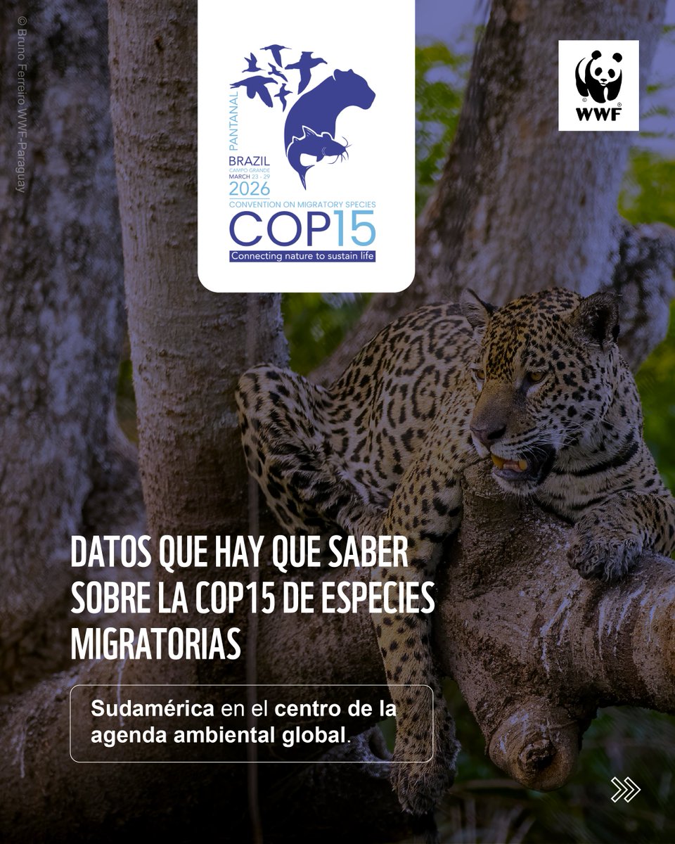 WWF-Paraguay tweet media